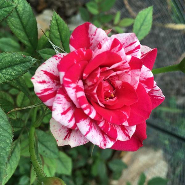 Pink and White Floribunda Rose