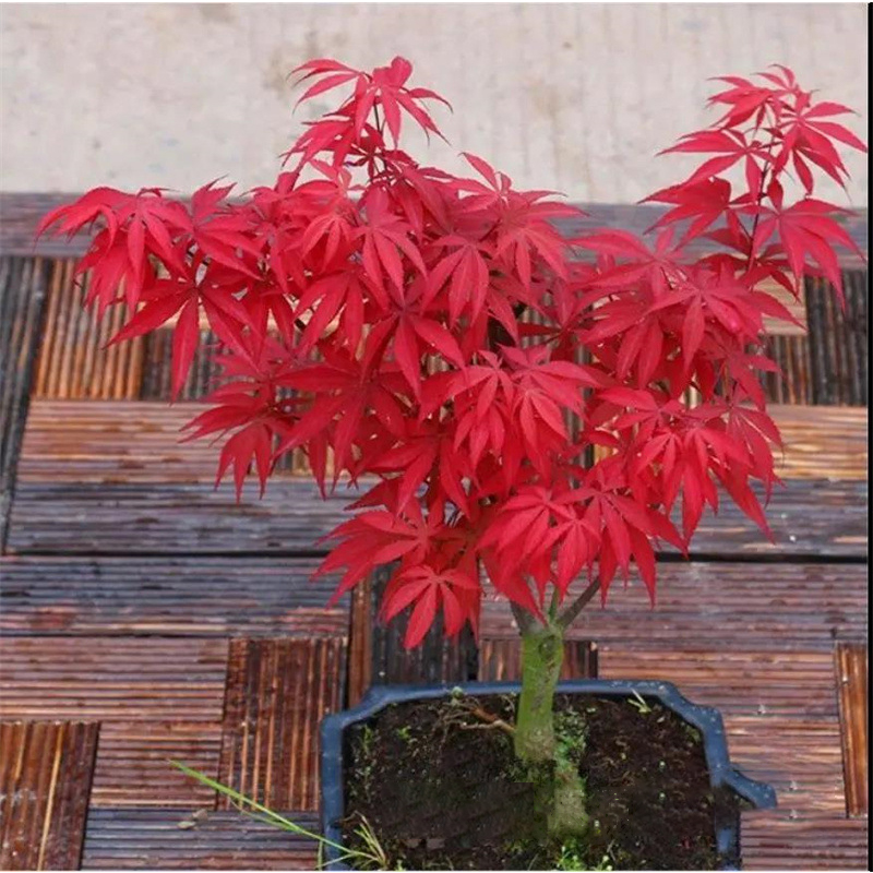 Red maple seeds