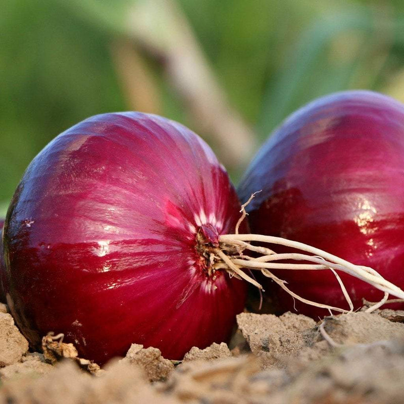 Onion Seeds (20 seeds)