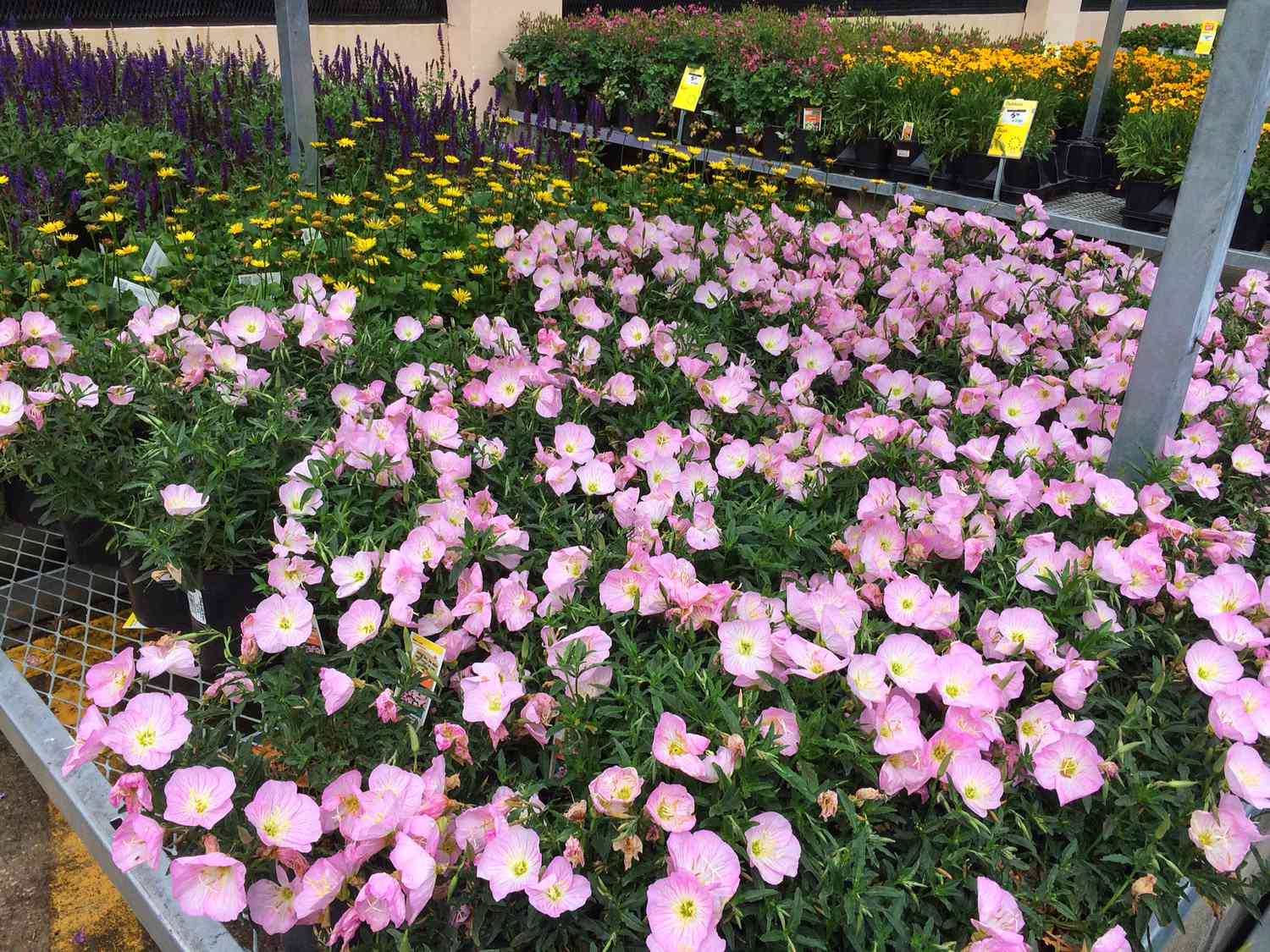 Why You Shouldn't Plant Pink Evening Primrose In Your Yard