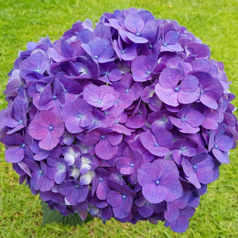 ✨Colorful hydrangea seed-Perennial Flower Seeds-Easy To Plant🍃
