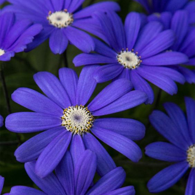 🏵️Cineraria Fresh Seeds,Organic seeds, Non GMO