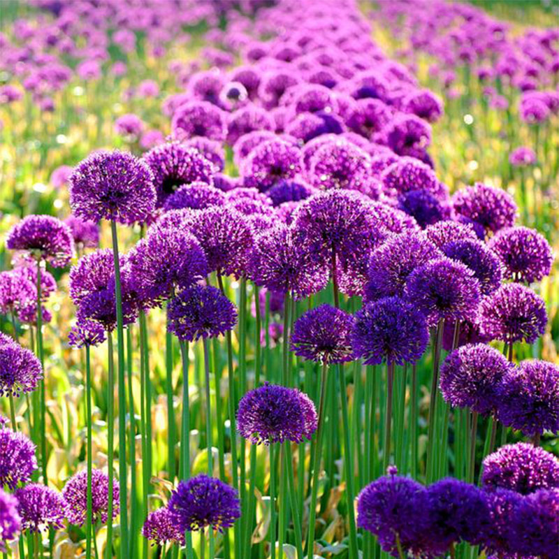 ✨Purple Giant Allium Giganteum Beautiful Flower Seeds