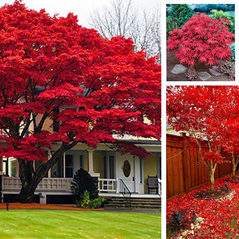 Red maple seeds