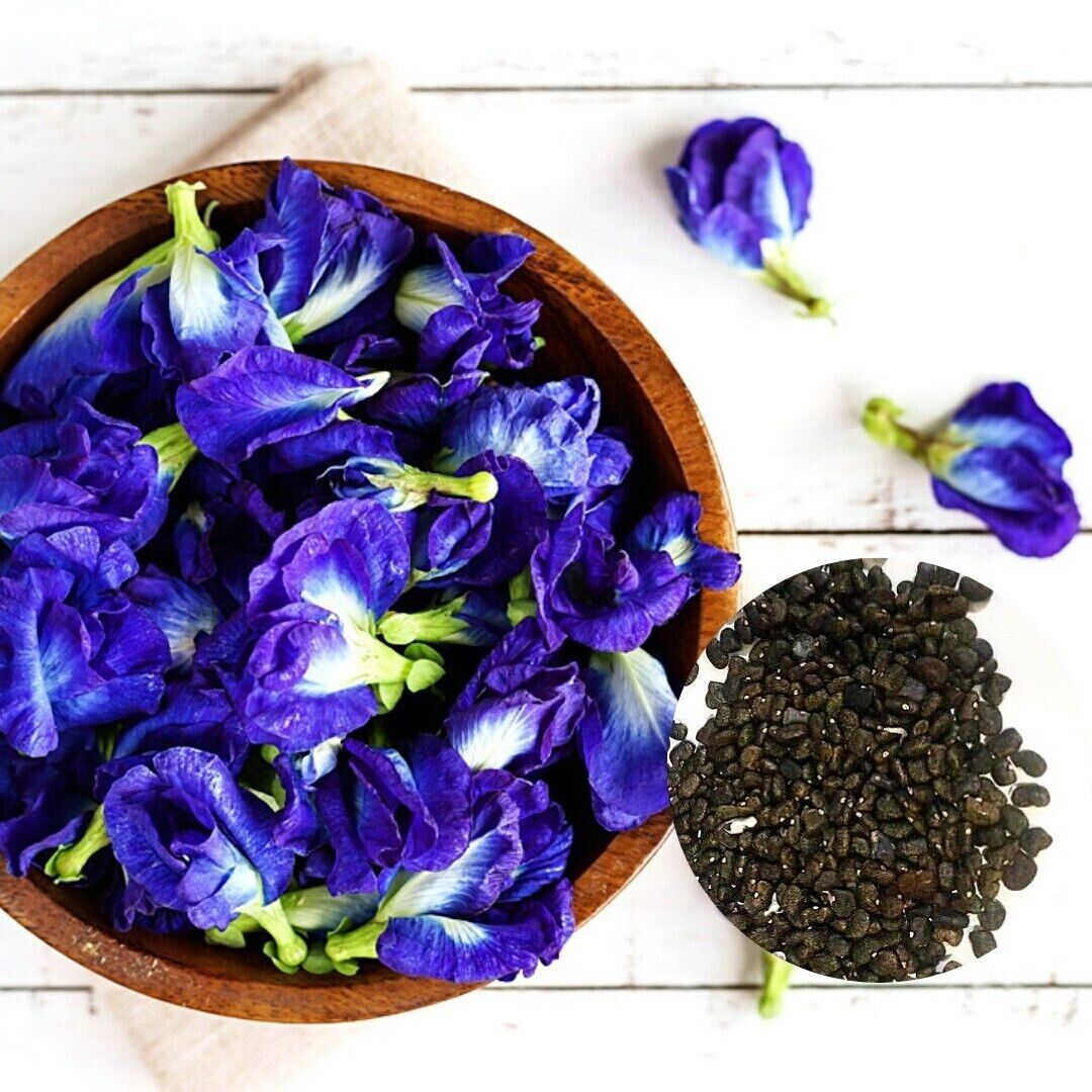 Butterfly Pea Seeds