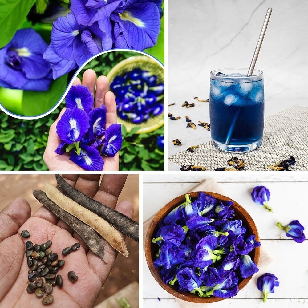 Butterfly Pea Seeds