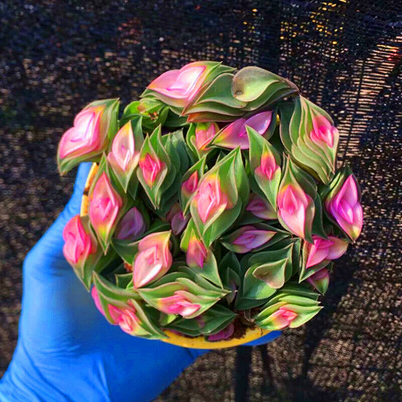 Window's tears - Tradescantia Navicularis Succulent Seeds Rare