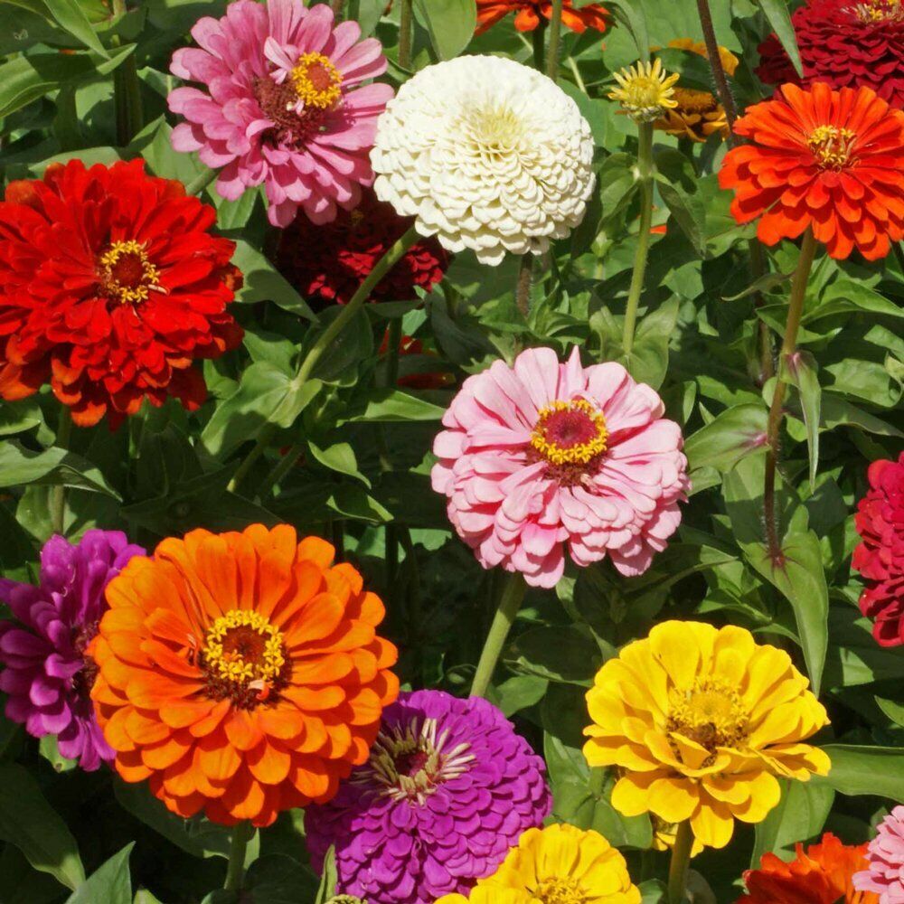State Fair Mix Zinnia Seeds