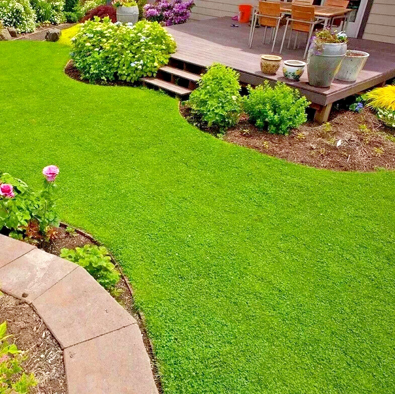 High Quality Premium Lawn Seed