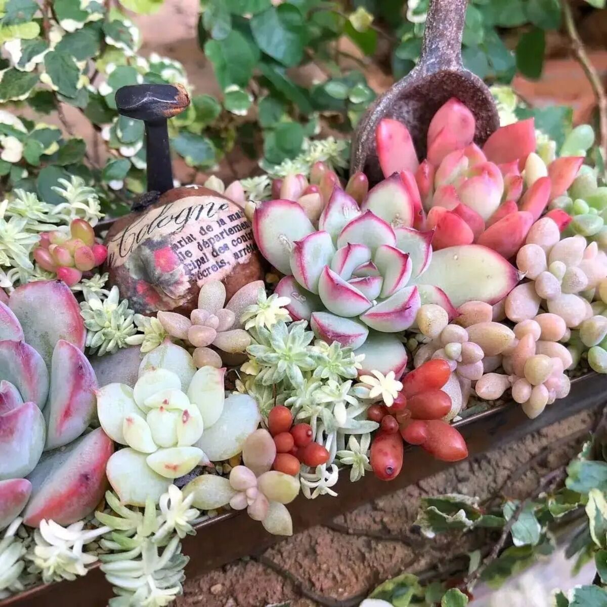 Rare Beautiful Mixed Mini Succulents Seeds