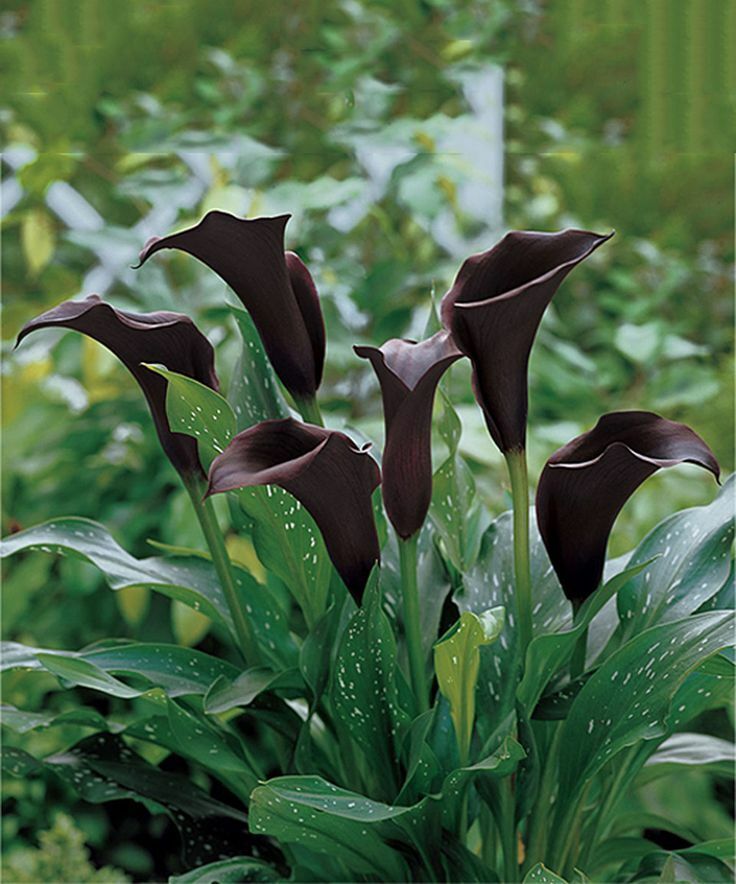 Calla Lily Bulbs Garden Balcony Potted Perennial Flower
