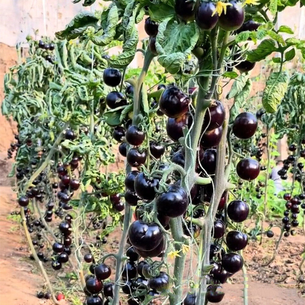 Sweet - High Yield - Waterfall Tomato Seeds