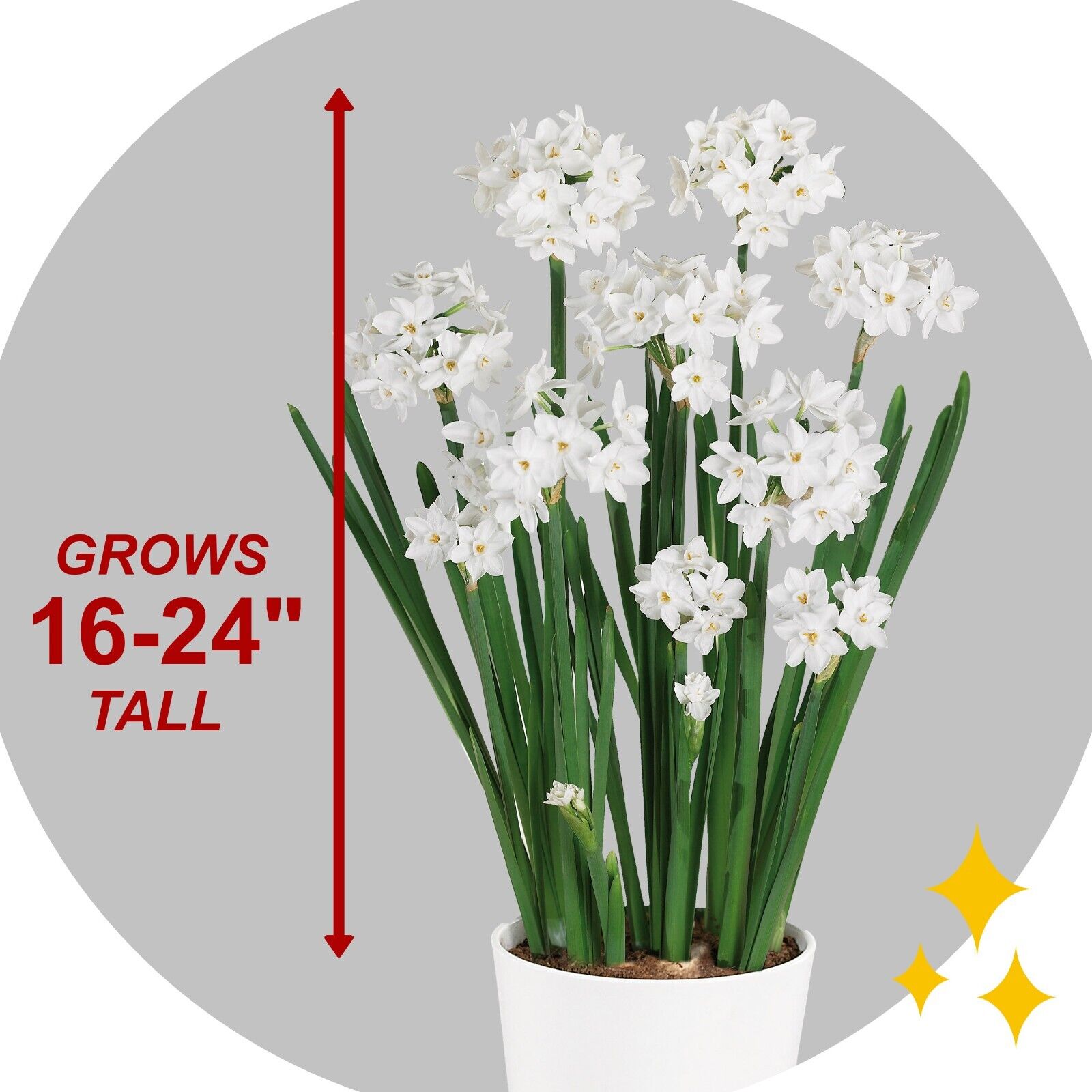 Ziva Paperwhite Narcissus Bulbs