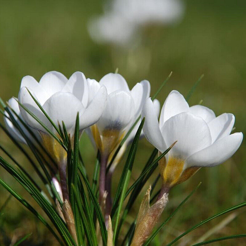 Saffron Crocus Bulbs for Planting - Rare Spice - Organic Crocus Sativus