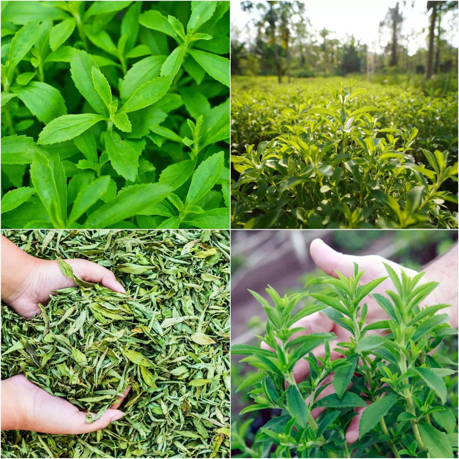 Stevia Seeds | Sweet leaf Herb