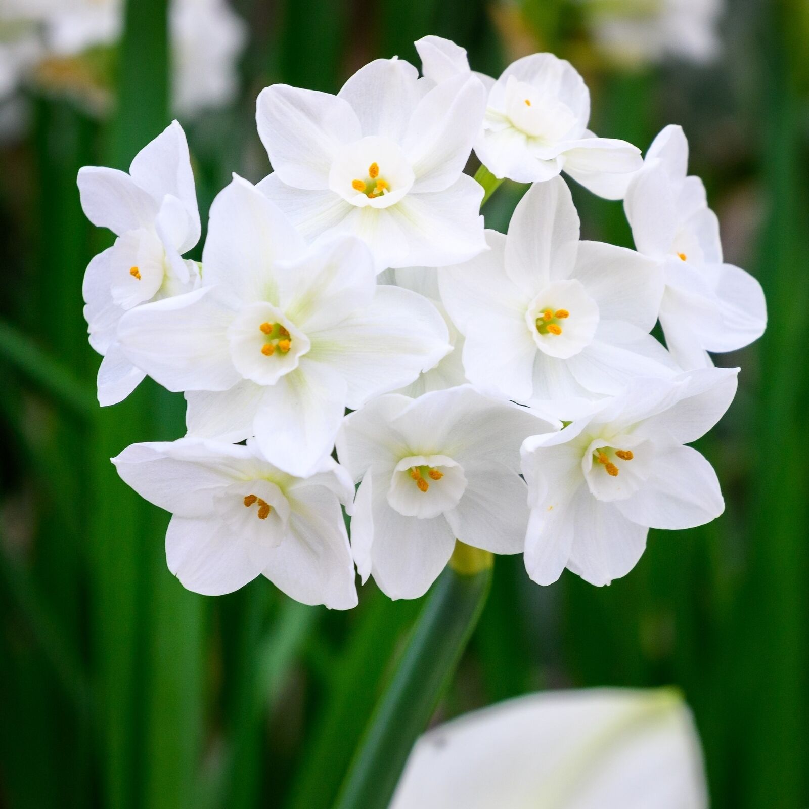 Ziva Paperwhite Narcissus Bulbs
