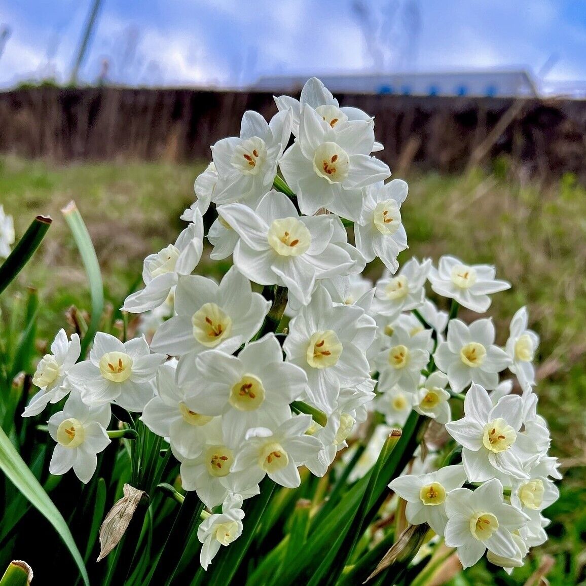 Ziva Paperwhite Narcissus Bulbs