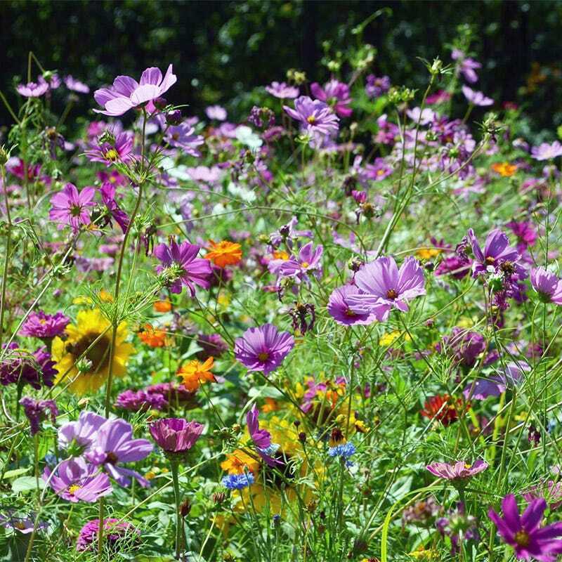 Beneficial Bug Mixed Perennial Wildflower Seeds W/ Free 2Pcs Liquid Fertilizer
