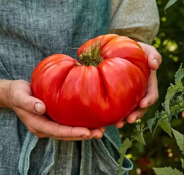 😱😱 Giant Tomato Seeds! From Fruit Over 5lbs