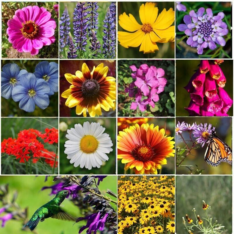 Beneficial Bug Mixed Perennial Wildflower Seeds W/ Free 2Pcs Liquid Fertilizer