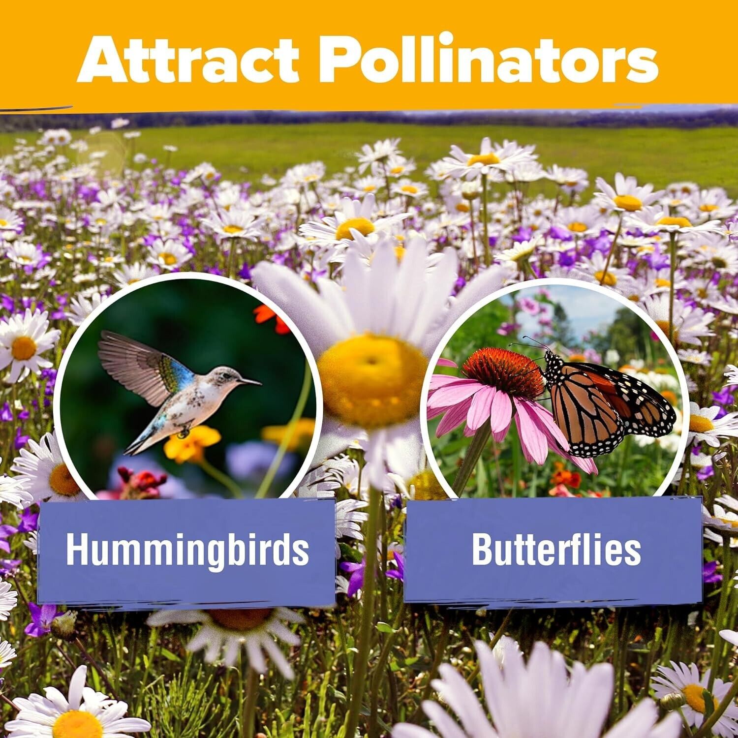 Beneficial Bug Wildflower Seeds W/ Free 2Pcs Liquid Fertilizer