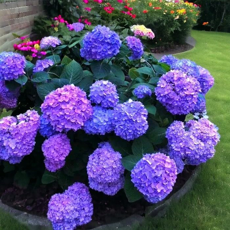 Blue Pink Purple Hydrangea Seeds
