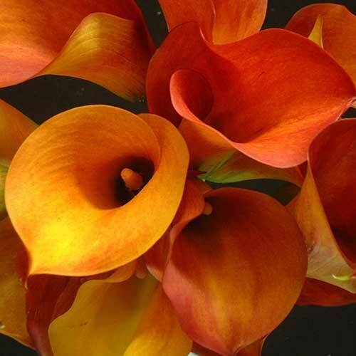 Calla Lily Bulbs Garden Balcony Potted Perennial Flower
