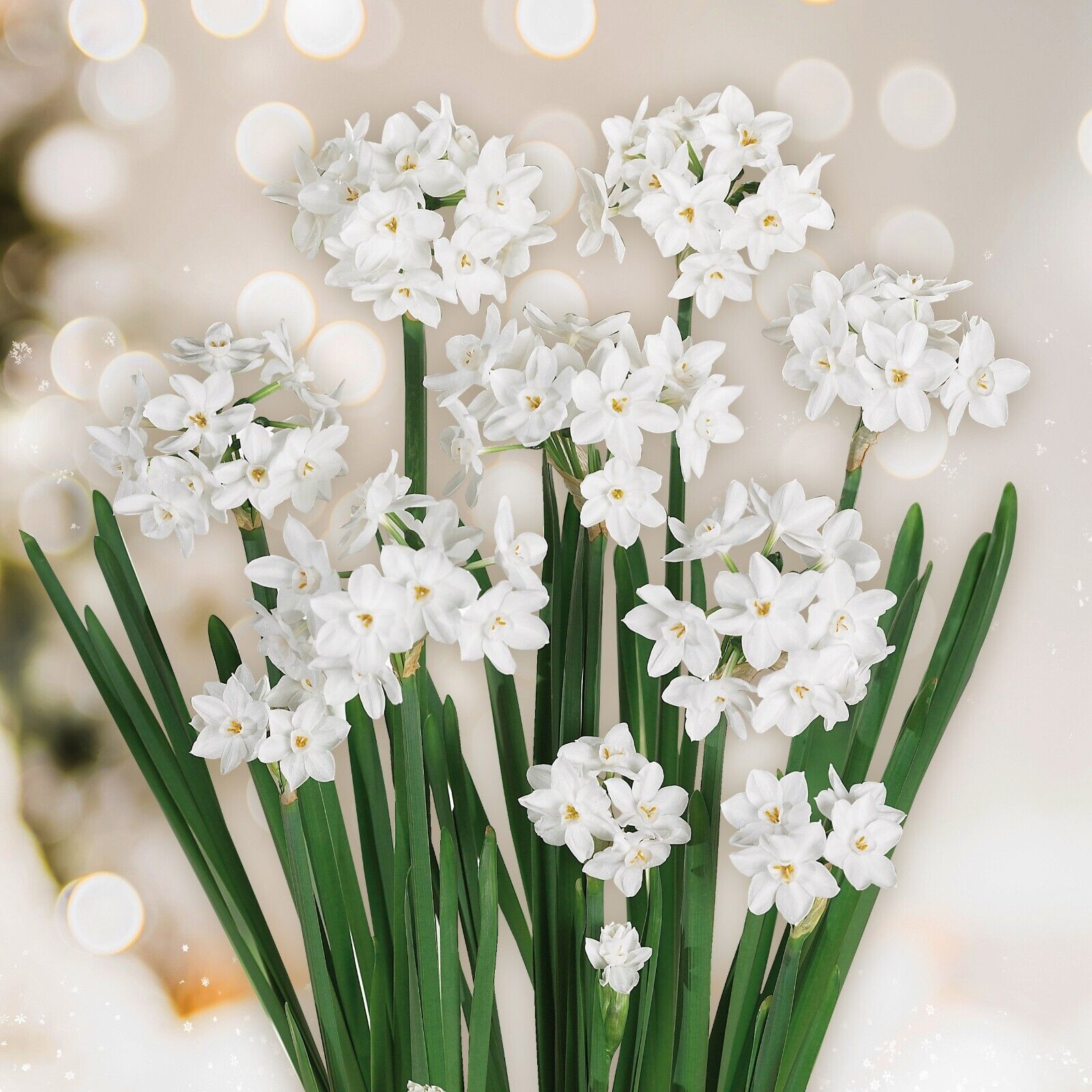 Ziva Paperwhite Narcissus Bulbs
