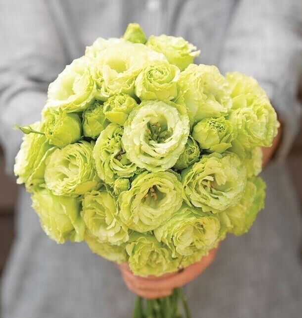 Lisianthus Seeds - Eustoma Thornless Rose 🌱12 Days Germination🔥
