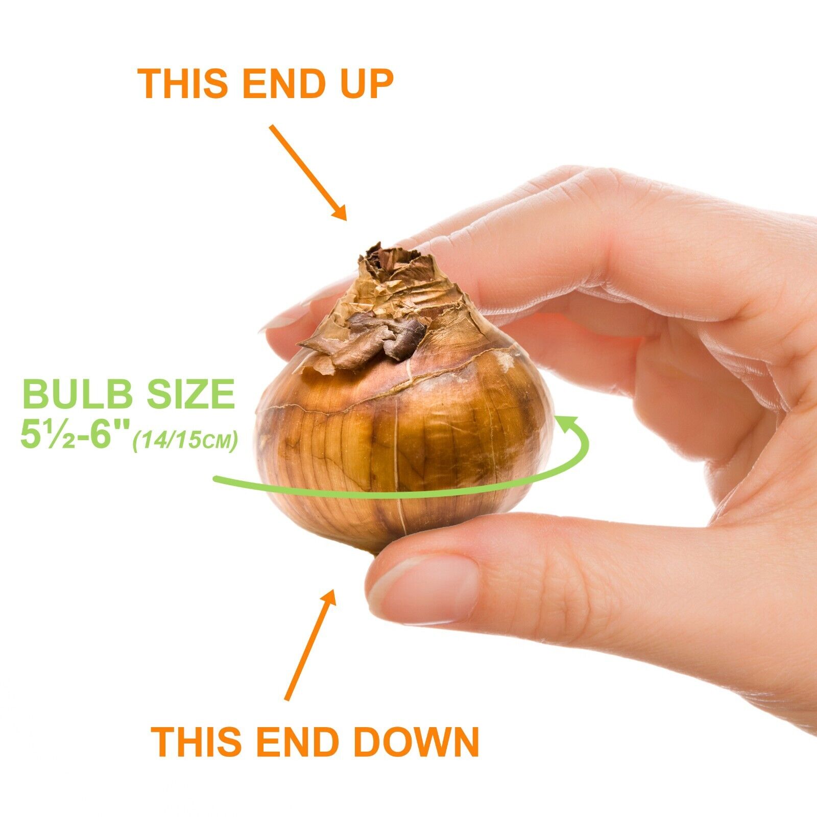 Ziva Paperwhite Narcissus Bulbs