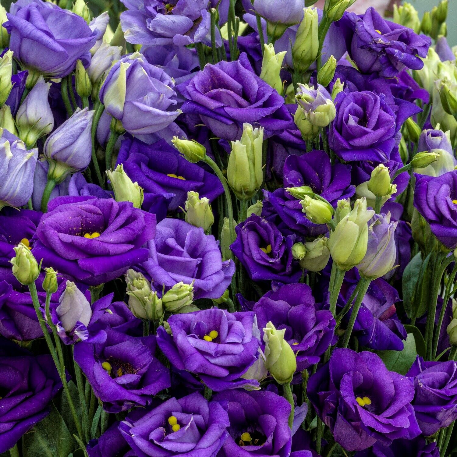 Lisianthus Seeds - Eustoma Thornless Rose 🌱12 Days Germination🔥