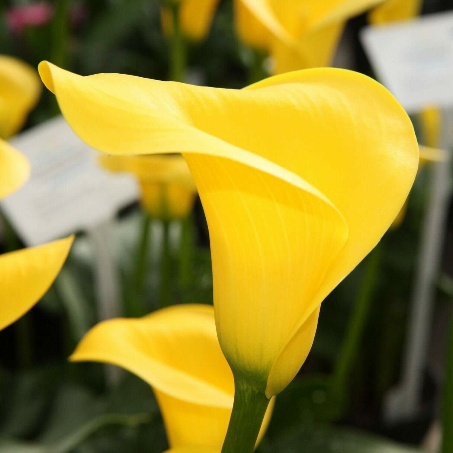 Calla Lily Bulbs Garden Balcony Potted Perennial Flower