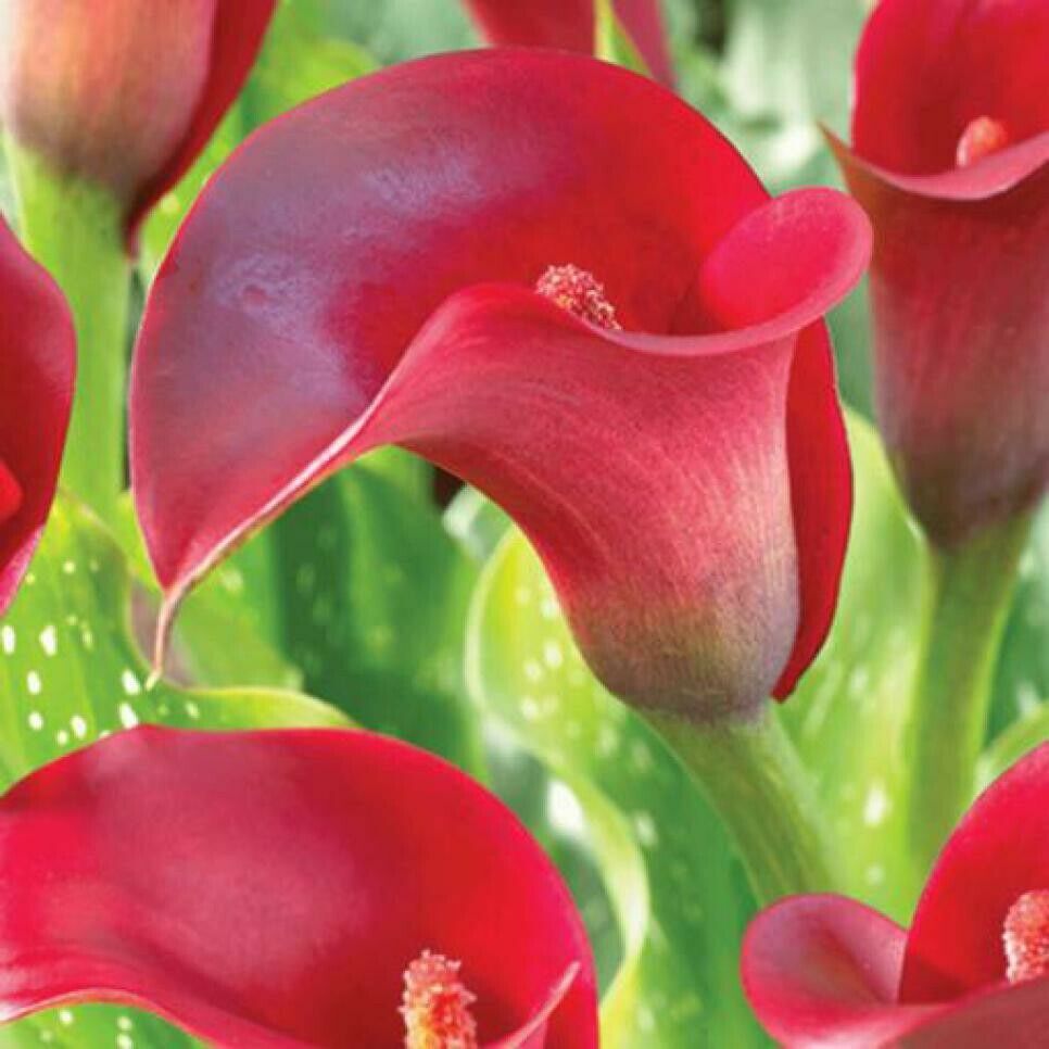 Calla Lily Bulbs Garden Balcony Potted Perennial Flower