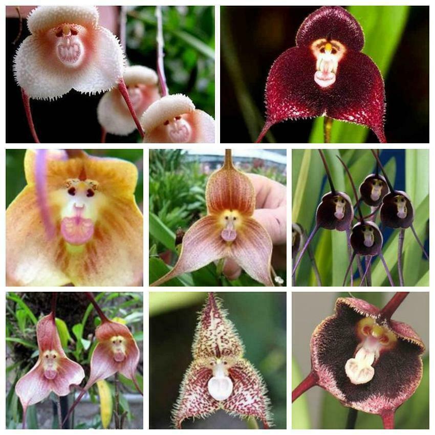 200 Seeds Monkey Face Orchid Seeds Dracula Cute Simia Flower
