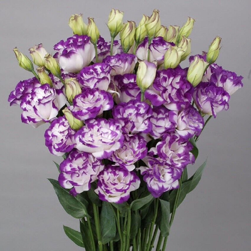 Lisianthus Seeds - Eustoma Thornless Rose 🌱12 Days Germination🔥
