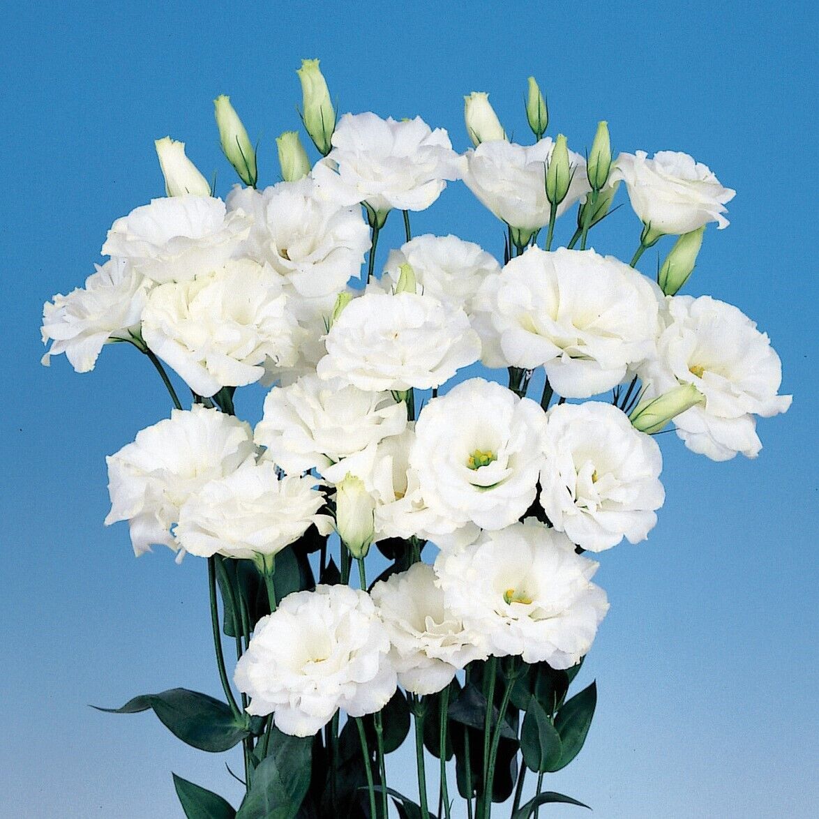 Lisianthus Seeds - Eustoma Thornless Rose 🌱12 Days Germination🔥