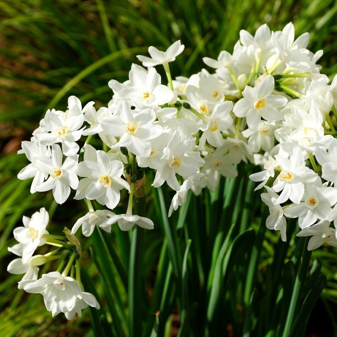 Ziva Paperwhite Narcissus Bulbs