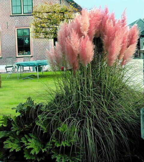 Pack of 500 Mixed Colors Pampas Grass Seeds