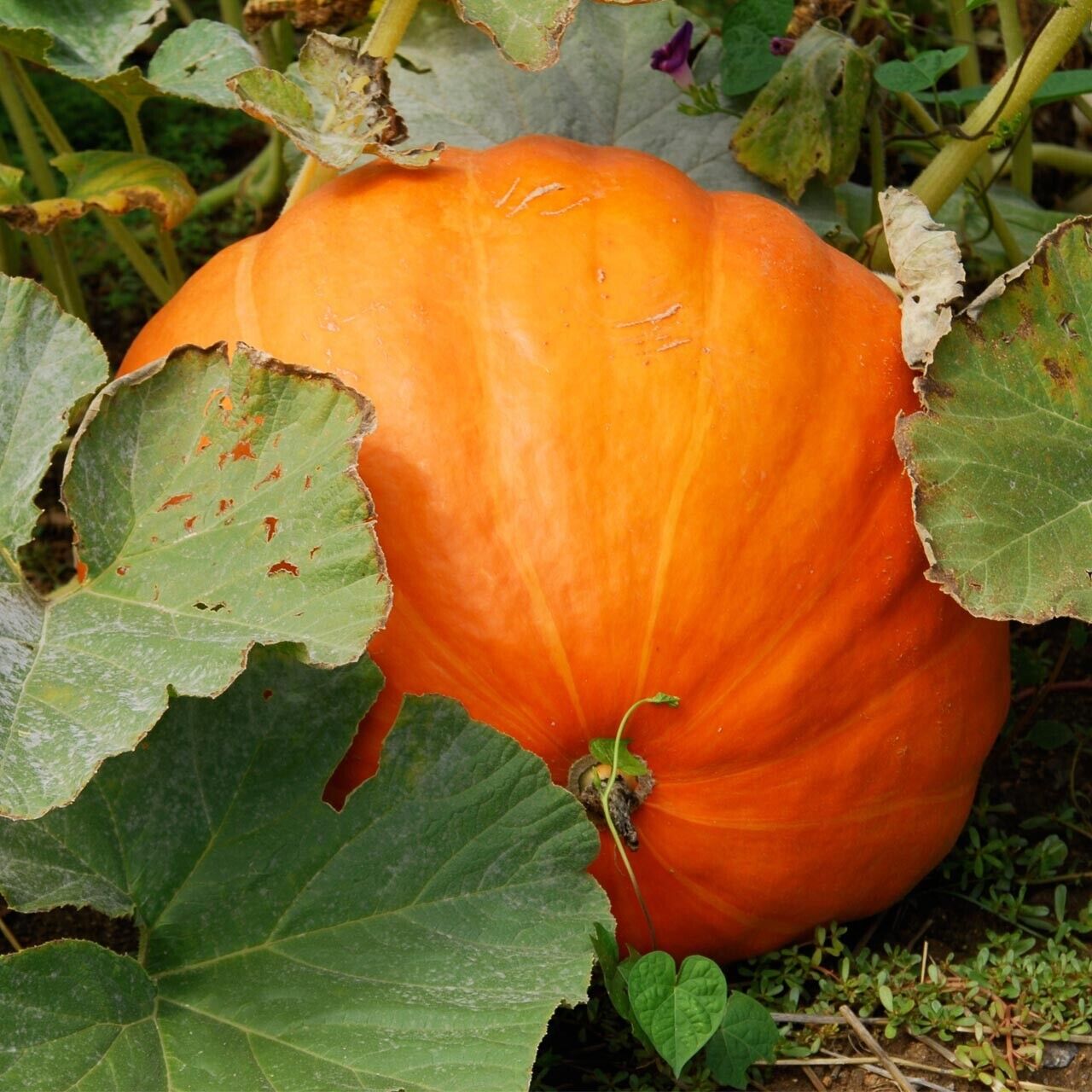 Big Max Pumpkin Seeds (Organic)