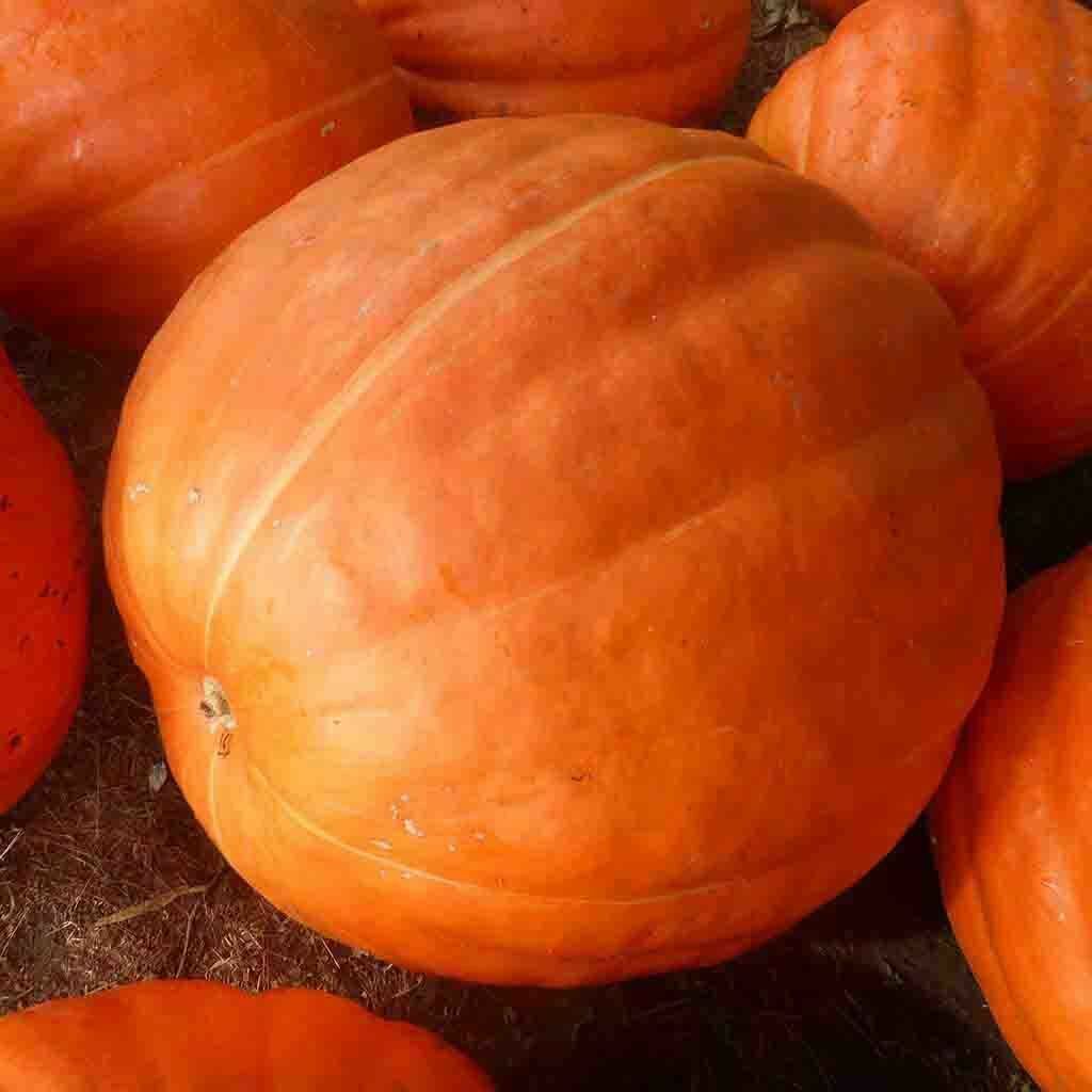 Big Max Pumpkin Seeds (Organic)