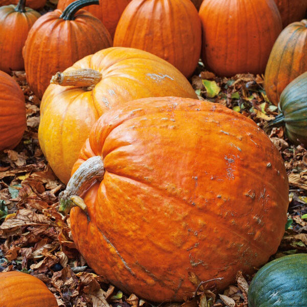 Big Max Pumpkin Seeds (Organic)