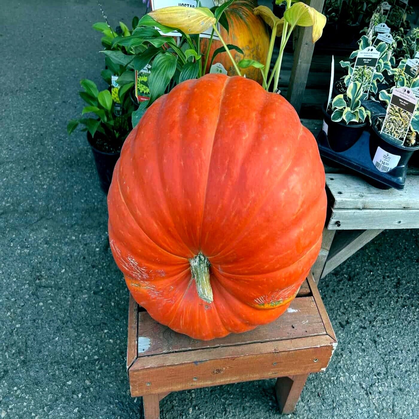 Big Max Pumpkin Seeds (Organic)