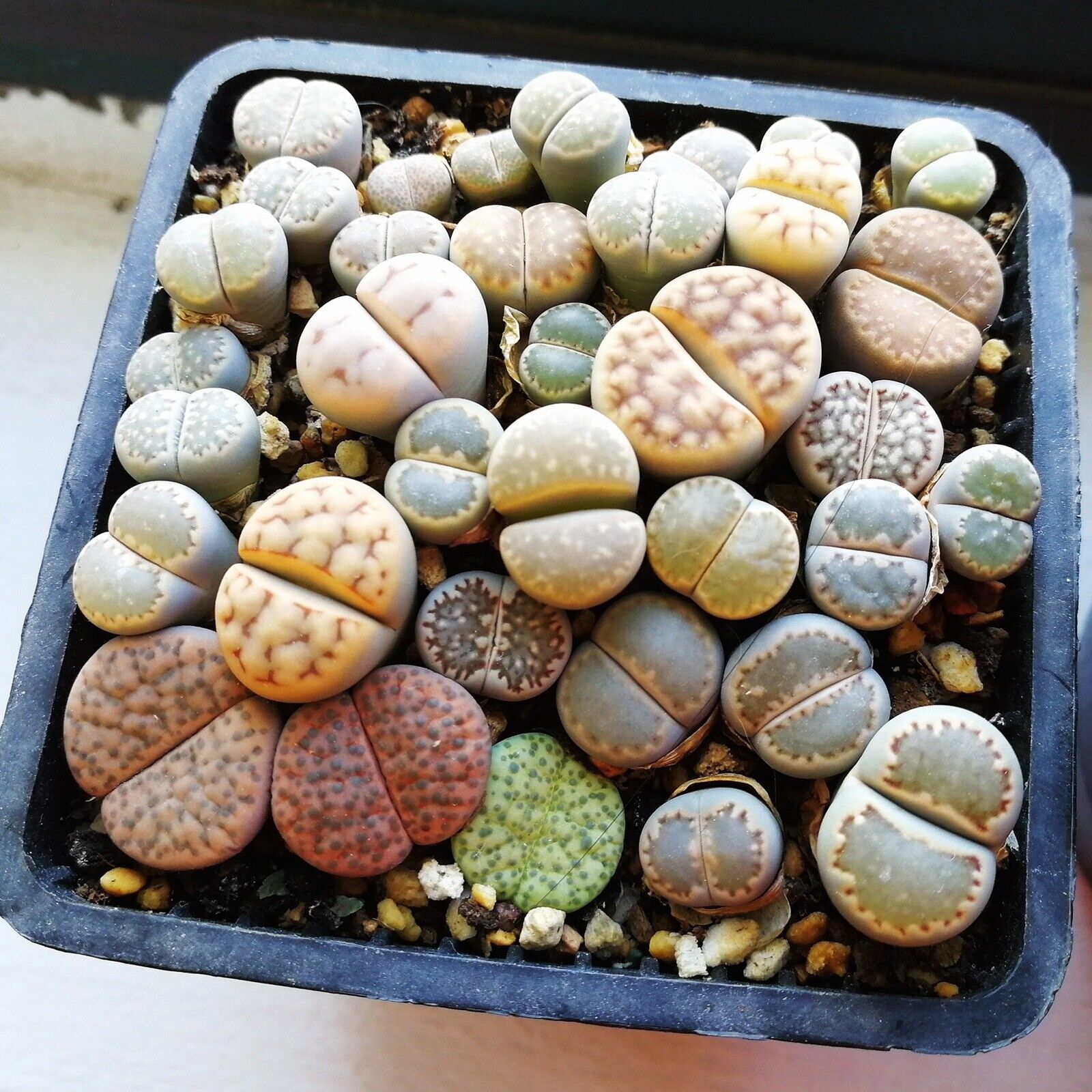 Mixed Lithops Seeds - Rarely Offered - At least 50 types of Lithops Seeds