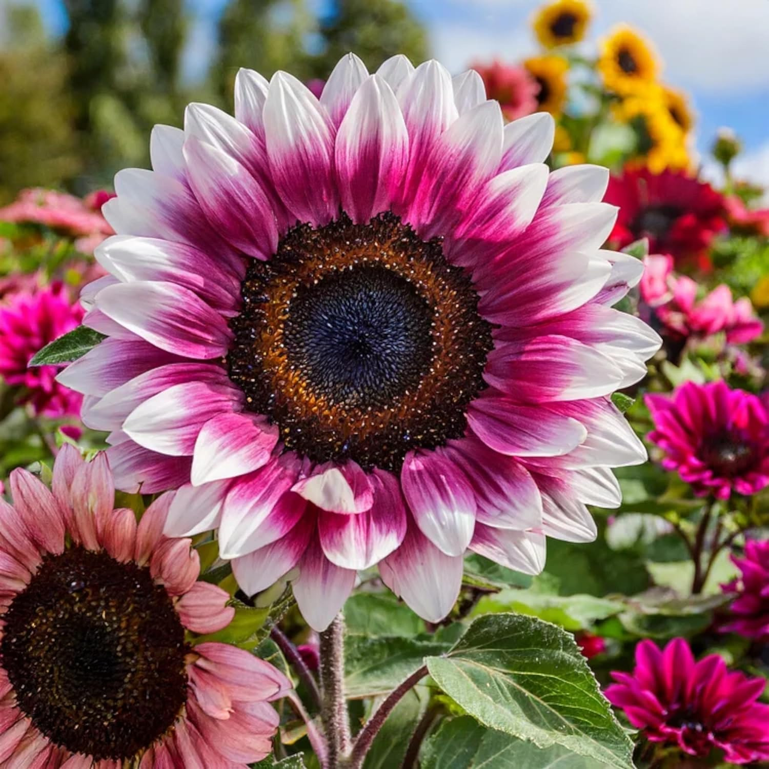Rare Strawberry Pink Sunflower Seeds