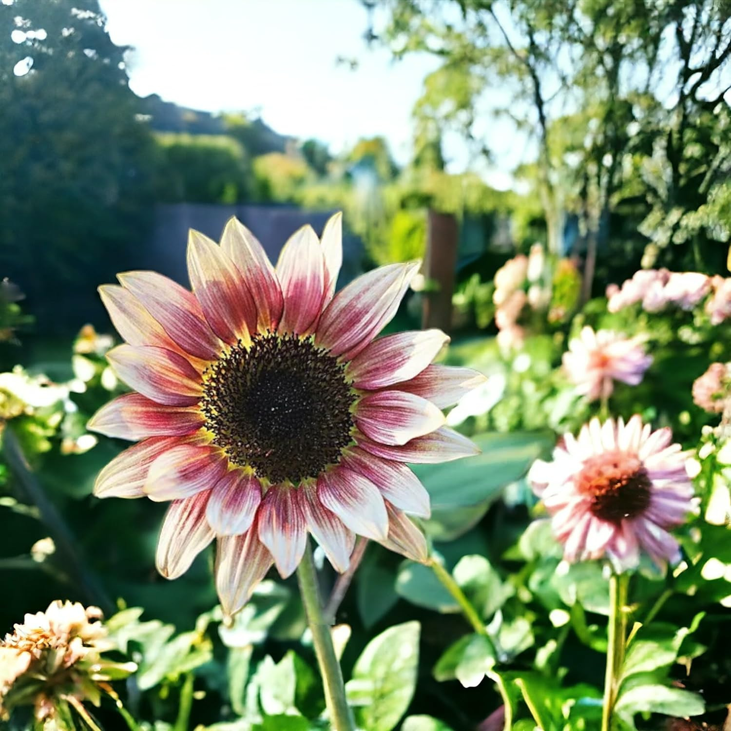 Rare Strawberry Pink Sunflower Seeds