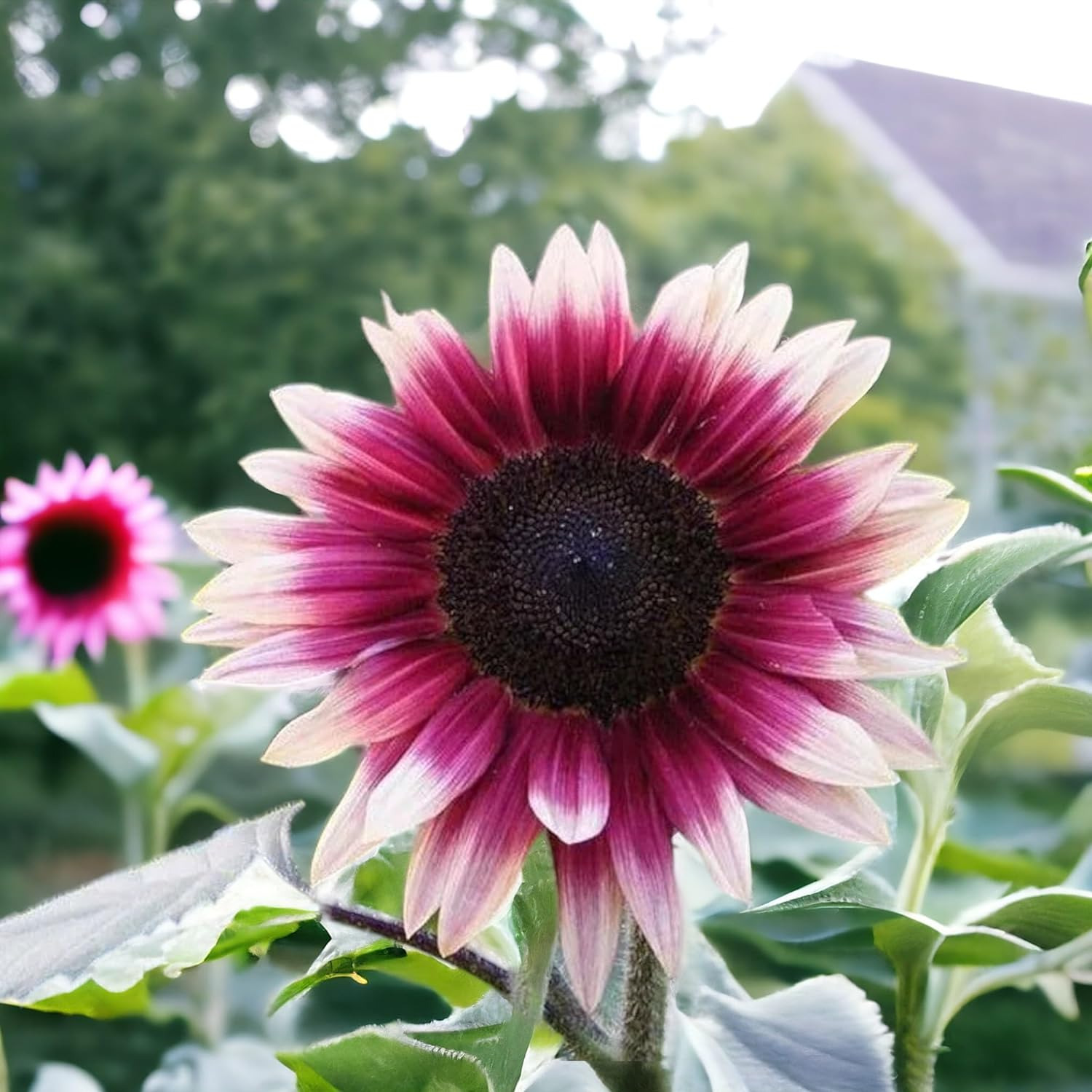 Rare Strawberry Pink Sunflower Seeds
