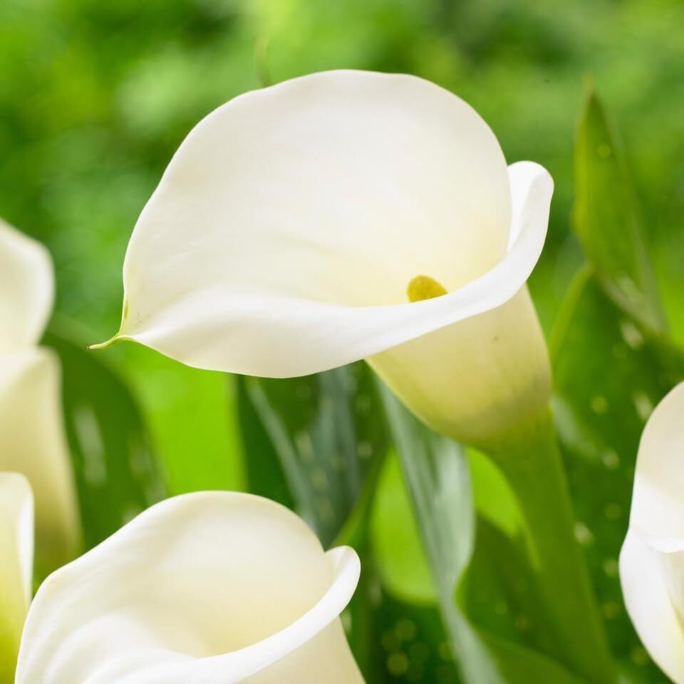 Calla Lily Bulbs Garden Balcony Potted Perennial Flower