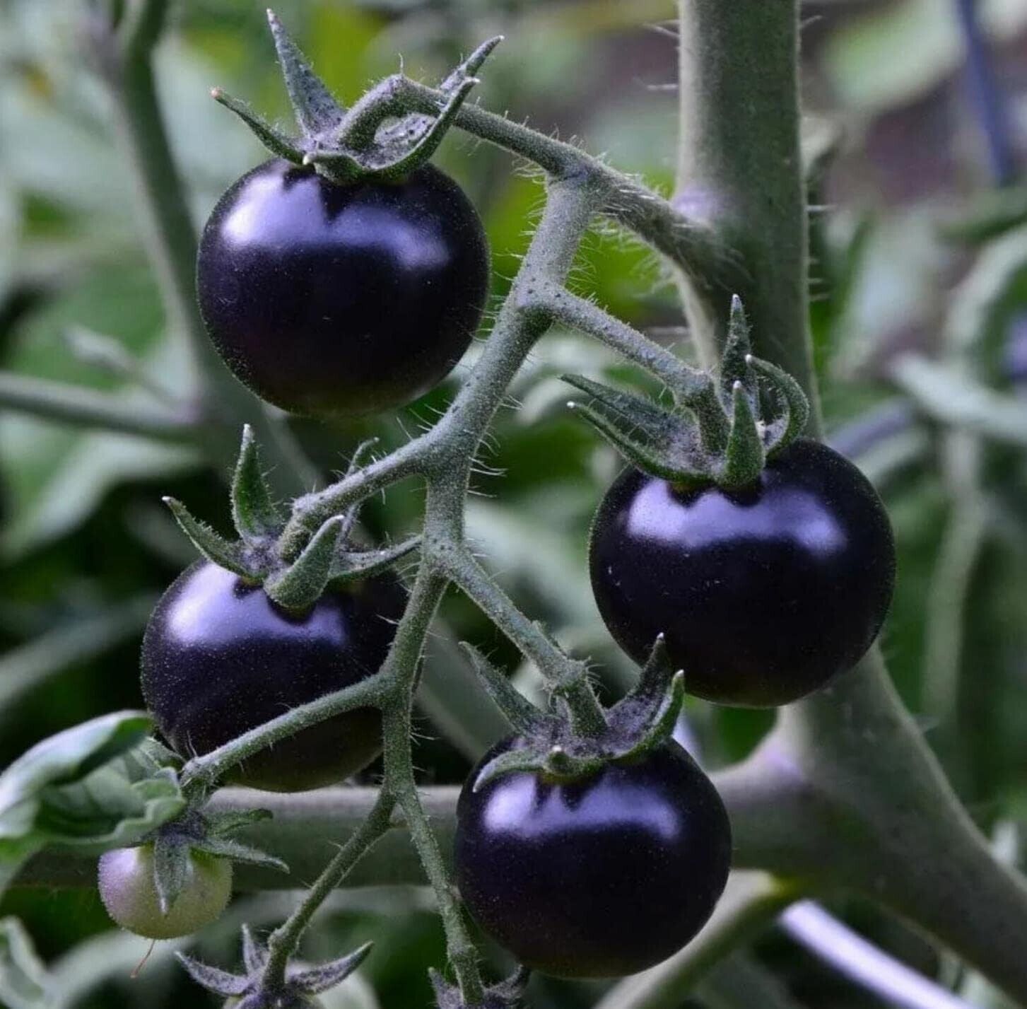 Sweet - High Yield - Waterfall Tomato Seeds