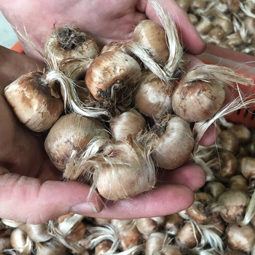Saffron Crocus Bulbs for Planting - Rare Spice - Organic Crocus Sativus