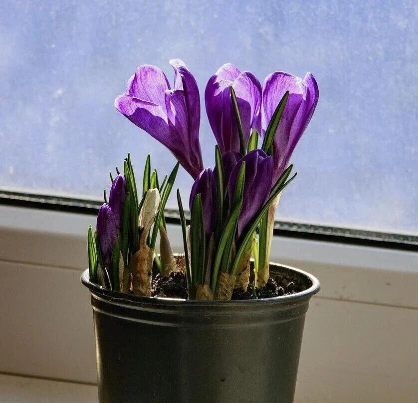 Saffron Crocus Bulbs for Planting - Rare Spice - Organic Crocus Sativus